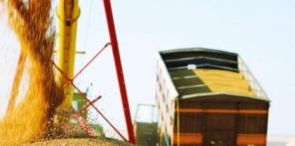 Українське зерно