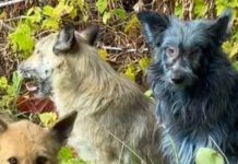 Собаки із синьою шерстю з’явилися у Чорнобилі — вчені шукають пояснення Собаки з блакитною шерстю у Чорнобилі