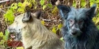 Dogs with blue fur in Chernobyl