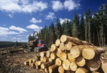 Ліс кругляк незаконна вирубка