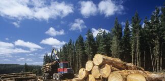 Ліс кругляк незаконна вирубка