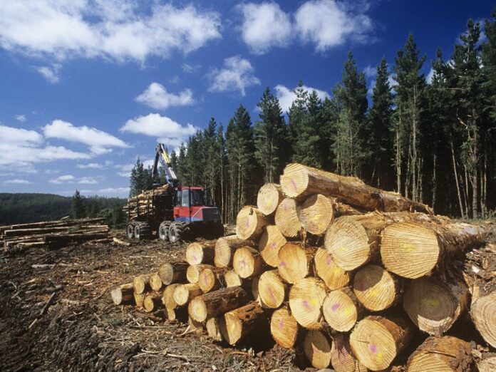 Timber roundwood illegal logging