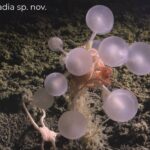 В океані біля Антарктики виявлено понад 30 нових глибоководних видів