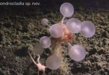 Нові види морських істот, виявлені біля Антарктиди під час експедиції Ocean Census