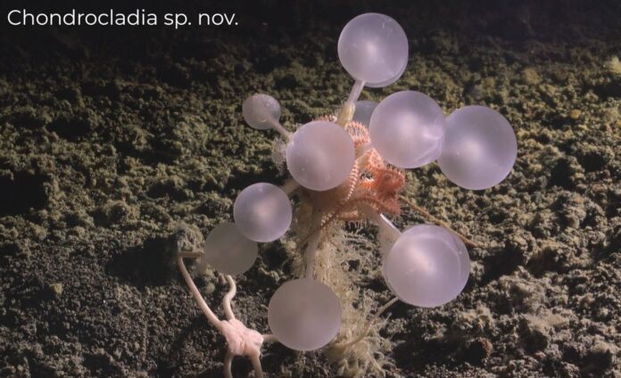 photo_2025-11-08_21-26-14 Нові види морських істот, виявлені біля Антарктиди під час експедиції Ocean Census