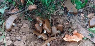 Розкидані міни-пелюстки ПФМ-1 у Херсоні