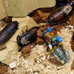 Germany creates cyborg cockroaches for intelligence</trp-post-container