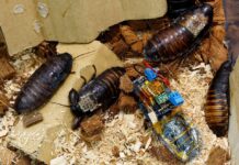 Мадагаскарські таргани з мікроелектронними модулями для розвідки