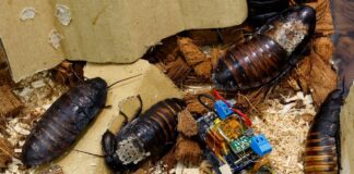 Madagascar cockroaches with microelectronic modules for reconnaissance