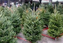 Продаж новорічних ялинок на офіційній локації у Києві