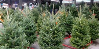 Christmas trees for sale at the official location in Kyiv