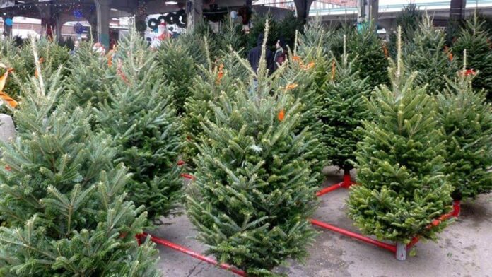 Продаж новорічних ялинок на офіційній локації у Києві