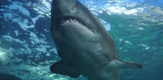 A shark moving in the water