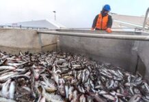 Imports of Russian fish to the European Union