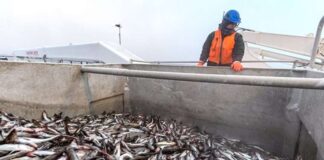 Імпорт російської риби до Європейського Союзу