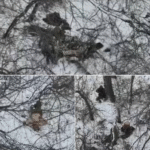 Росіяни розстріляли полонених військових ЗСУ у Покровському районі