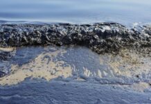 Нафтова пляма на узбережжі Чорного моря в Одесі.