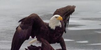 скрін реакція хокей Білий дім