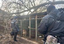 Поліцейські перевіряють місце утримання собак у розпліднику