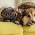 Animals abandoned in Dubai due to war