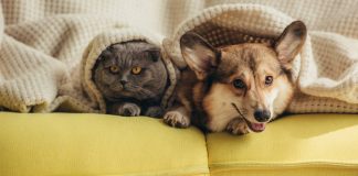 An abandoned pet in Dubai