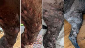 Результати після вакцинування. 