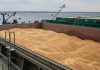 Компанія ООН купує зерно з окупованого Маріуполя Зерновий термінал у порту Маріуполя, навантаження зерна на судно.