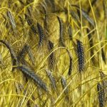 Radiation grain: Prosecutor General's Office reveals shocking details