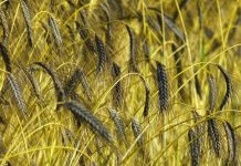 Illegal wheat fields in Chornobyl