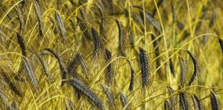 Illegal wheat fields in Chornobyl