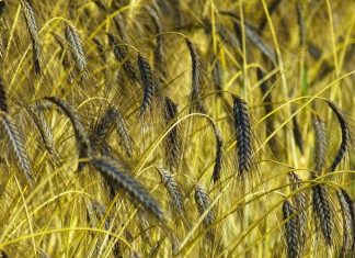 Незаконні поля пшениці у Чорнобилі