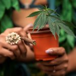 GLP-1 препарати впливають на ринок канабісу