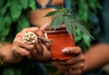 GLP-1 препарати впливають на ринок канабісу