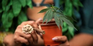 GLP-1 drugs have an impact on the cannabis market