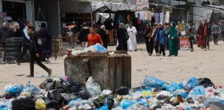 Rats in refugee camps in Gaza
