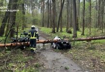 Bad weather in Ukraine: fallen trees