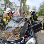 У Запоріжжі дерево насмерть розчавило чоловіка