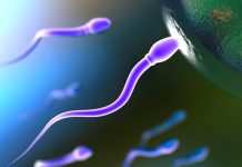 Scientists have named the months of peak male fertility Spermatozoa