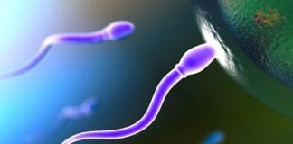 Spermatozoa