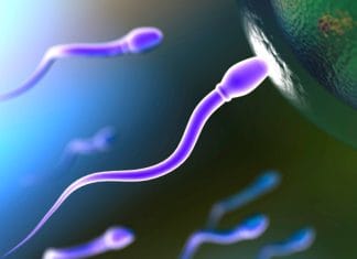 Spermatozoa