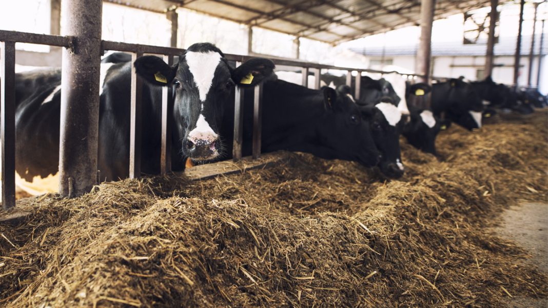 web-5 state buyout of animals