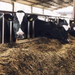 Уряд запускає компенсації для аграріїв