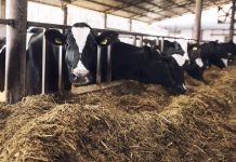 state buyout of animals