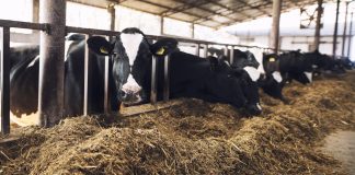 Government launches compensation for farmers state buyout of animals