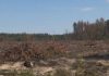 На Львівщині судитимуть директора лісгоспу за вирубку понад 18 тисяч дерев Ліс на Львівщині, пошкоджений незаконною порубкою