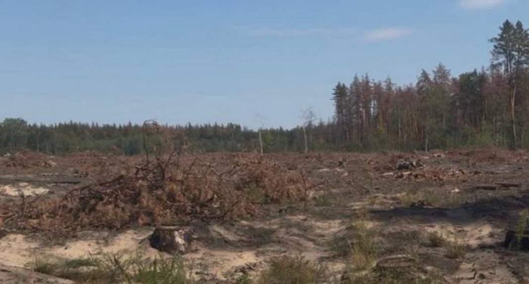 Screenshot_1 Ліс на Львівщині, пошкоджений незаконною порубкою