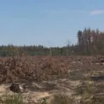 На Львівщині судитимуть директора лісгоспу за вирубку понад 18 тисяч дерев