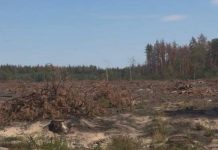 На Львівщині судитимуть директора лісгоспу за вирубку понад 18 тисяч дерев Ліс на Львівщині, пошкоджений незаконною порубкою