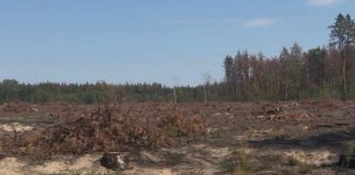 Director of forestry to be tried in Lviv region for cutting down more than 18,000 trees Forest in Lviv region damaged by illegal logging