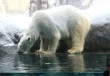 Japanese police investigate incident at zoo
